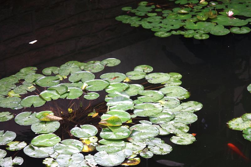 808-Hangzhou,18 luglio 2014.JPG